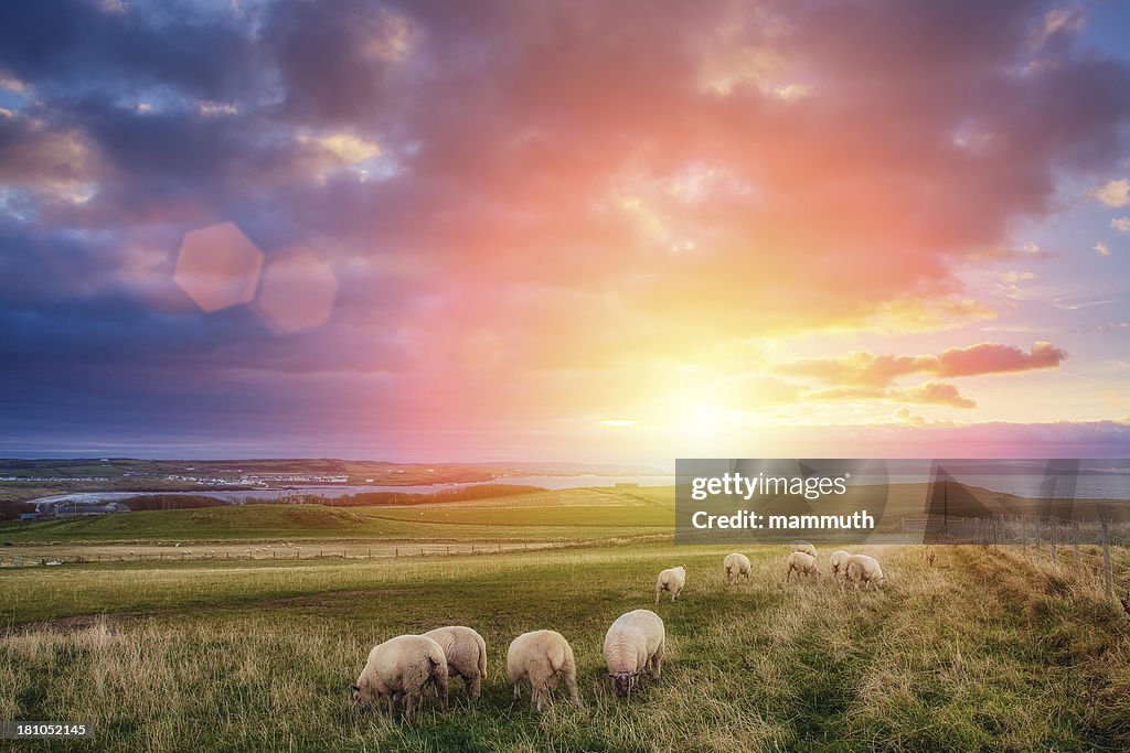 Sheeps en Irlanda en puesta de sol