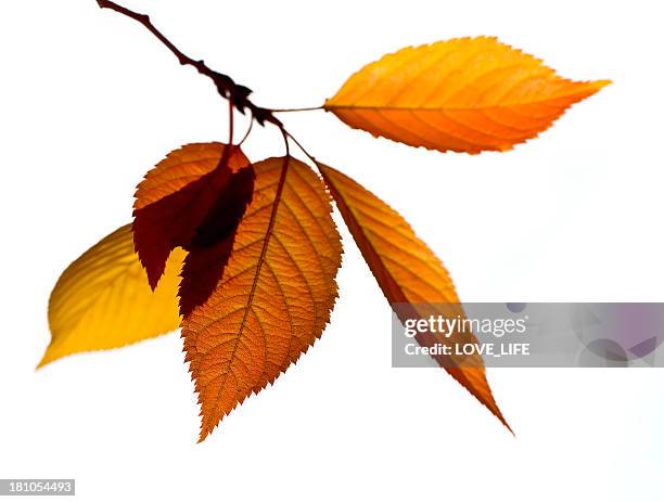 autumn branch and leaves - berk stockfoto's en -beelden