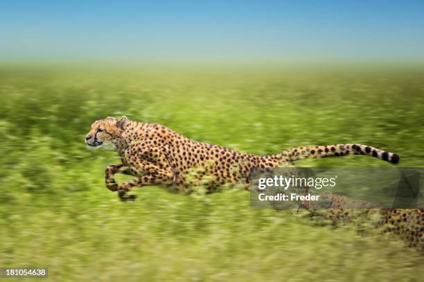 running cheetahs - afrikaans jachtluipaard stockfoto's en -beelden
