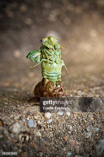 Nymph Drinking Shell Cicada Nymph Shell