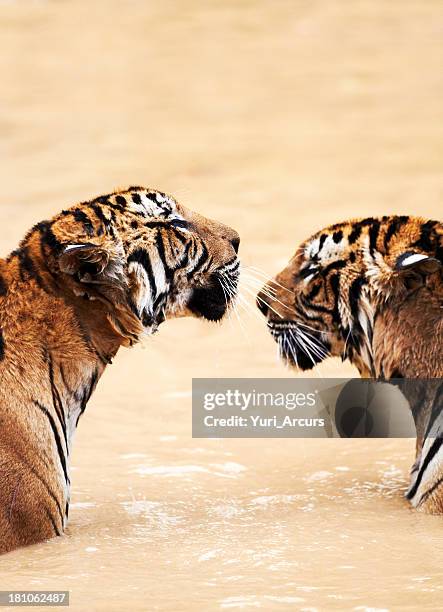 tigers in the water facing eachother - wildlife reserve stock pictures, royalty-free photos & images