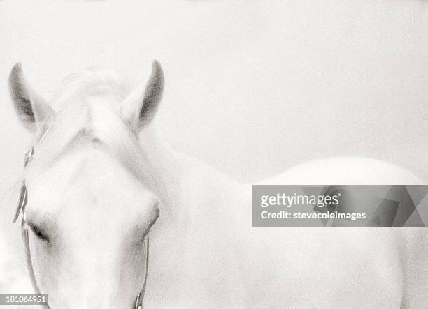 white horse - arabic horse stock-fotos und bilder
