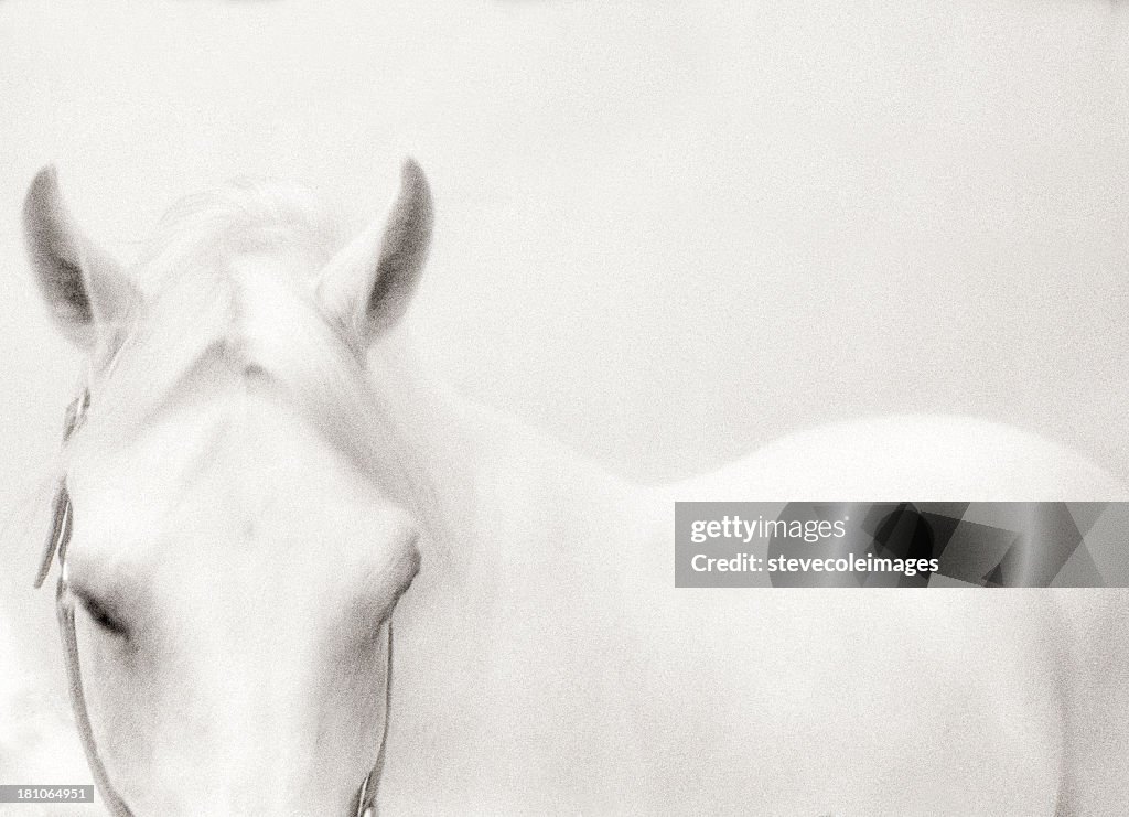 White Horse