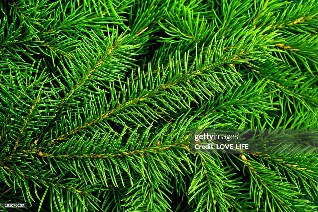 Bright green pine needles of a Christmas tree
