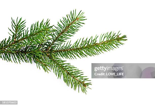 christmas tree - evergreen trees stock pictures, royalty-free photos & images