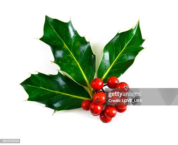 holly - christmas holly stock pictures, royalty-free photos & images