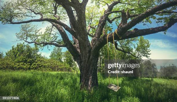 swing the summer away - oak tree swing stock pictures, royalty-free photos & images