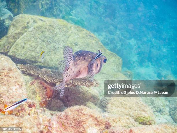 a beautiful big pacific burrfish being cleaned by a cleaner wrasse.

at marunegahama beach, shikinejima, izu islands, tokyo.
photo taken november 1-5, 2023.
by underwater photography. - cleaner wrasse stock pictures, royalty-free photos & images