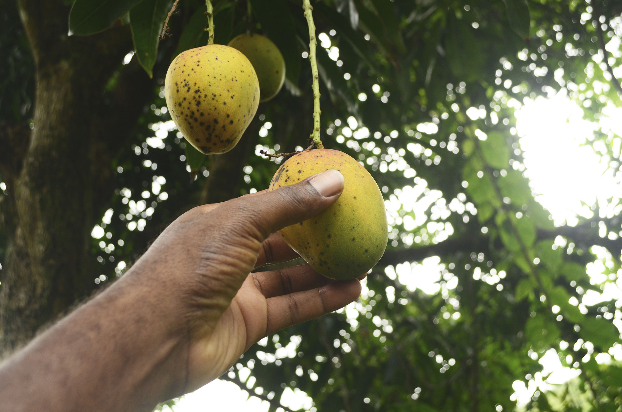 harvesting mangoes