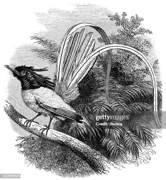 antique illustration of paradise flycatcher (muscicapa paradisi) - eutrichomyias rowleyi stock illustrations