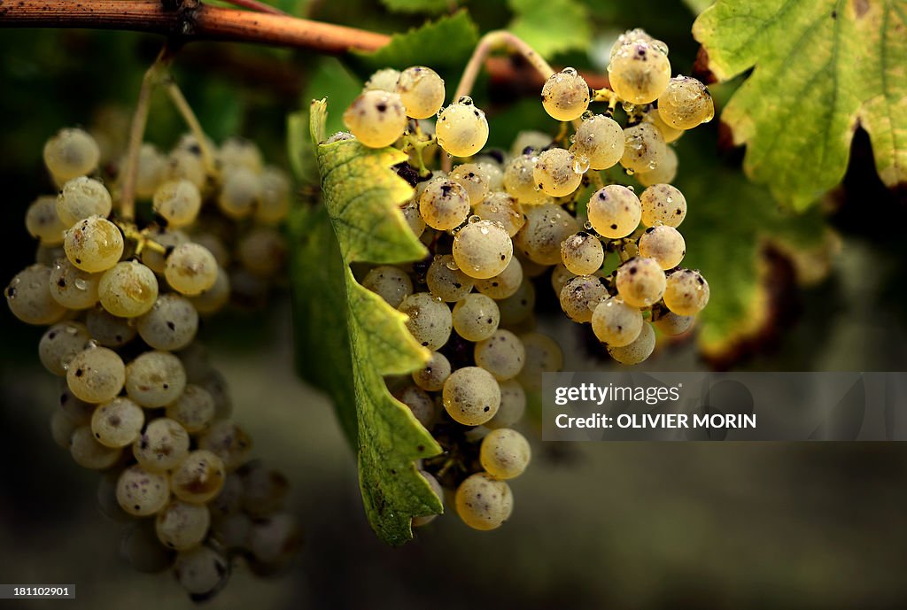 ITALY-AGRICULTURE-HARVEST-WINE