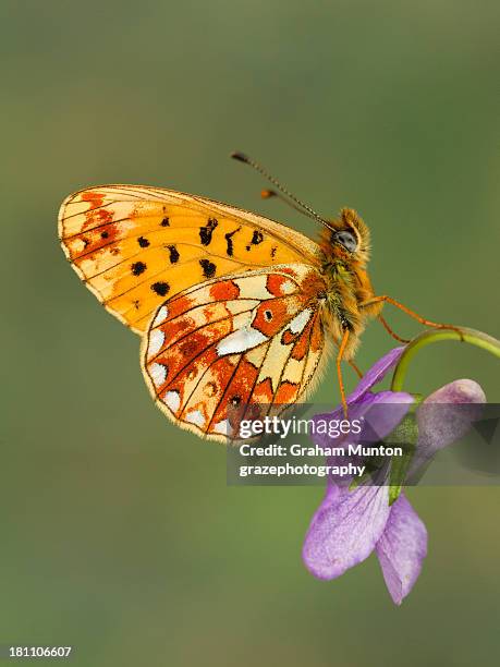 pearl-bordered fritillary - parelmoervlinder stockfoto's en -beelden