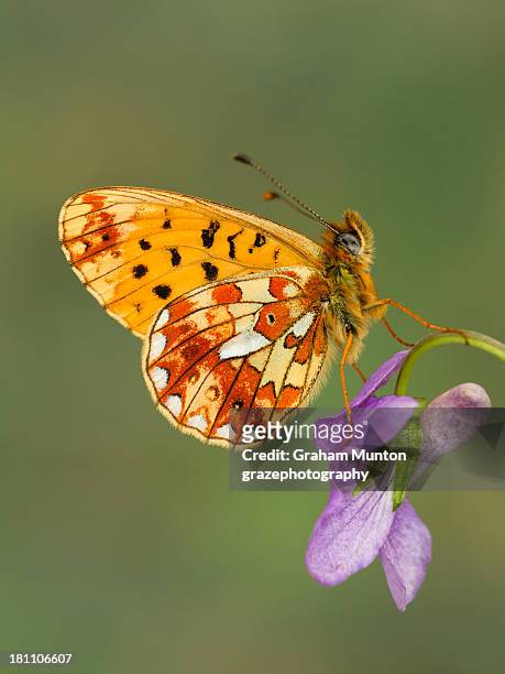 pearl-bordered fritillary - fritillary butterfly stock pictures, royalty-free photos & images