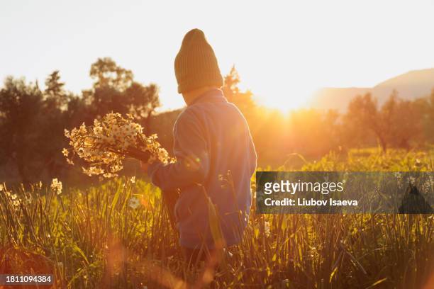 back view of little kid (5-6 years) with white wildflowers on a meadow during sunset - daffodil field stock pictures, royalty-free photos & images
