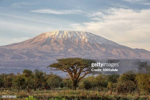 monte kilimanjaro y acacia-por la mañana - kenia fotografías e imágenes de stock