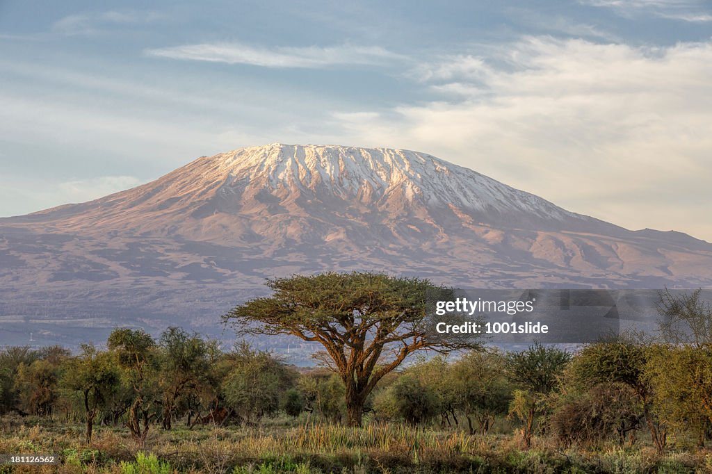 Mount Kilimanjaro and Acacia in the morning