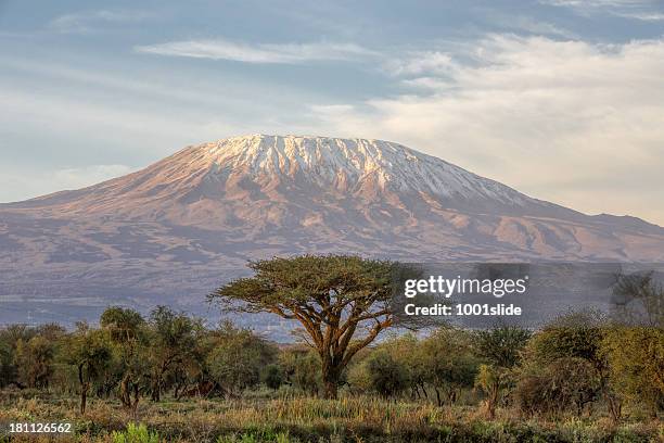 mount kilimanjaro and acacia in the morning - amboseli national park bildbanksfoton och bilder