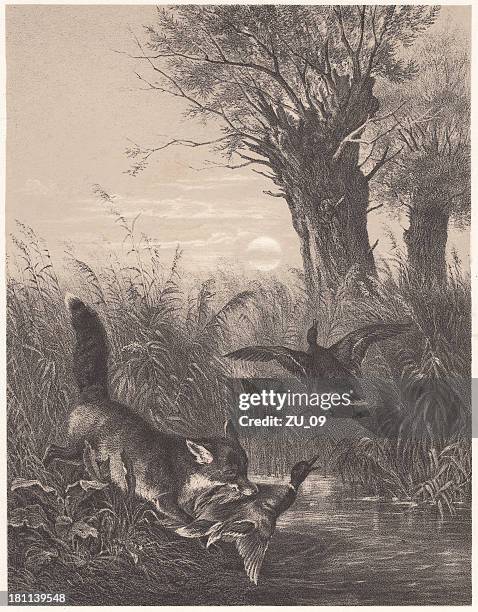 fox chasing a duck, lithograph, published in 1872 - fox chasing stock illustrations