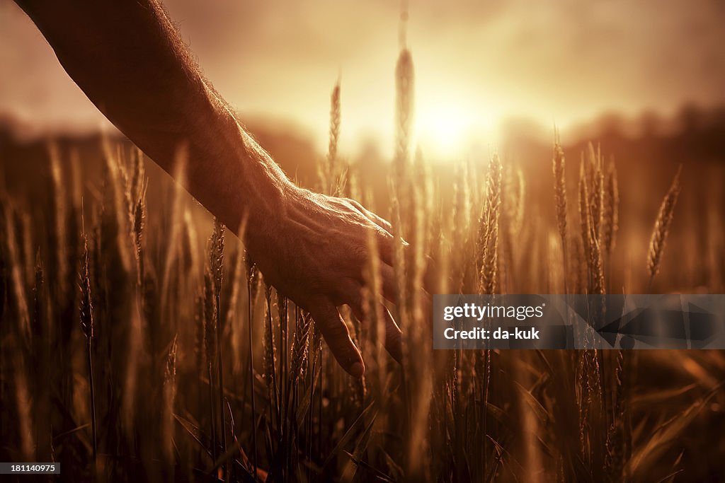 Farmer at sunset