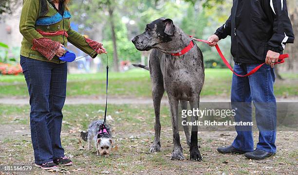 Morgan is out for a walk with owners Cathy and Dave Payne and their daughter's dog, Penny. An Ontario dog is the world's tallest female dog and will...
