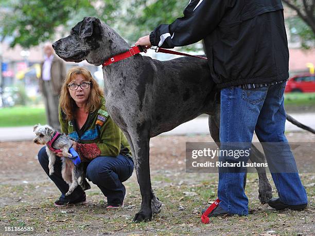 Morgan is out for a walk with owners Cathy and Dave Payne and their daughter's dog, Penny. An Ontario dog is the world's tallest female dog and will...