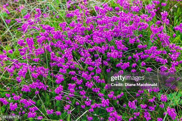purple bell heather or erica cinerea - erica cinerea stock pictures, royalty-free photos & images