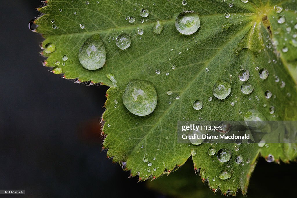 Raindrops on a Leaf