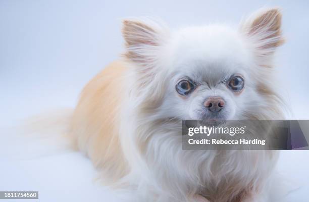 long haired chihuahua dog - white long haired chihuahua stock pictures, royalty-free photos & images