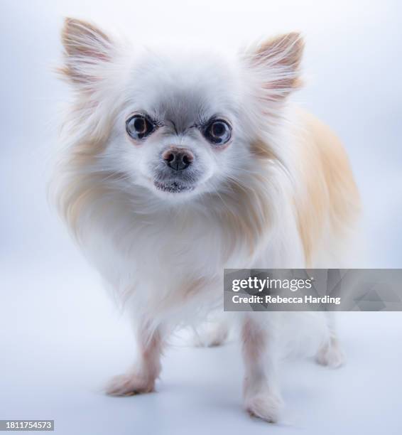 long haired chihuahua dog - white long haired chihuahua stock pictures, royalty-free photos & images