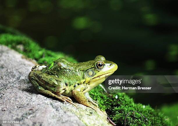 frog on a rock pondering - bullfrog stock pictures, royalty-free photos & images