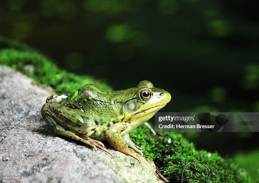 Frog on a Rock Pondering