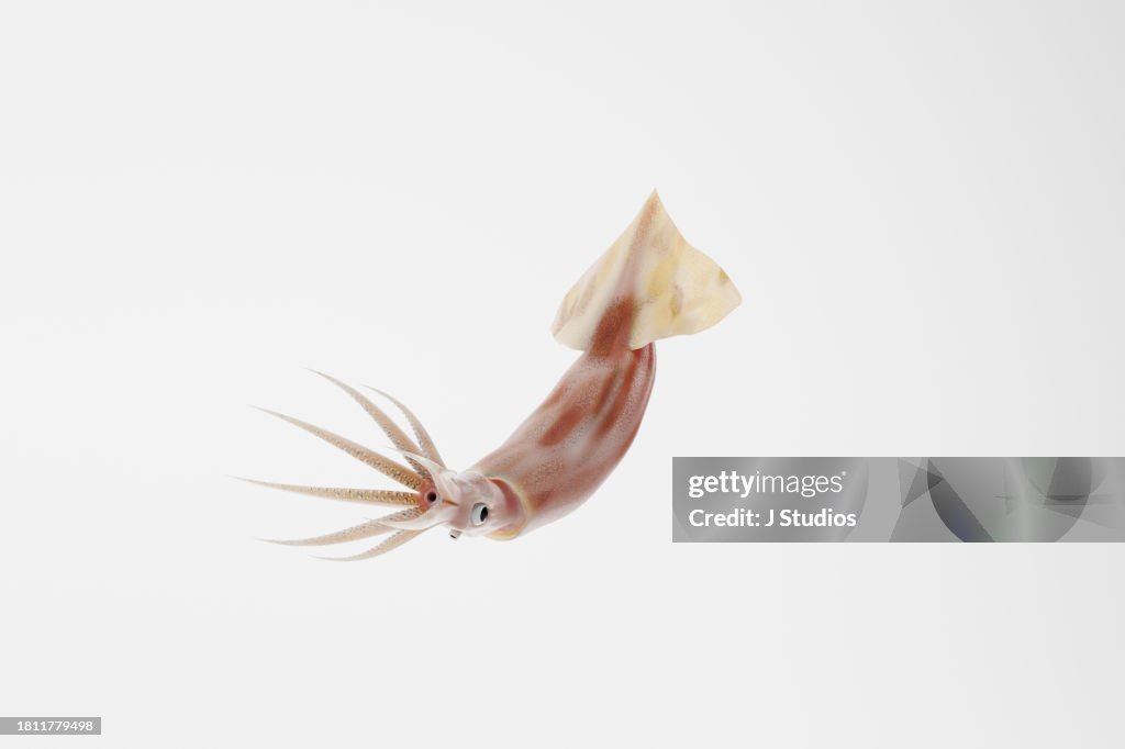 Squid seafood isolated on white