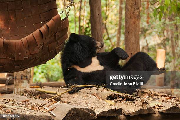 asiatic black bear - oso negro asiático fotografías e imágenes de stock