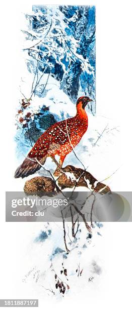 tragopan - pheasant stock illustrations