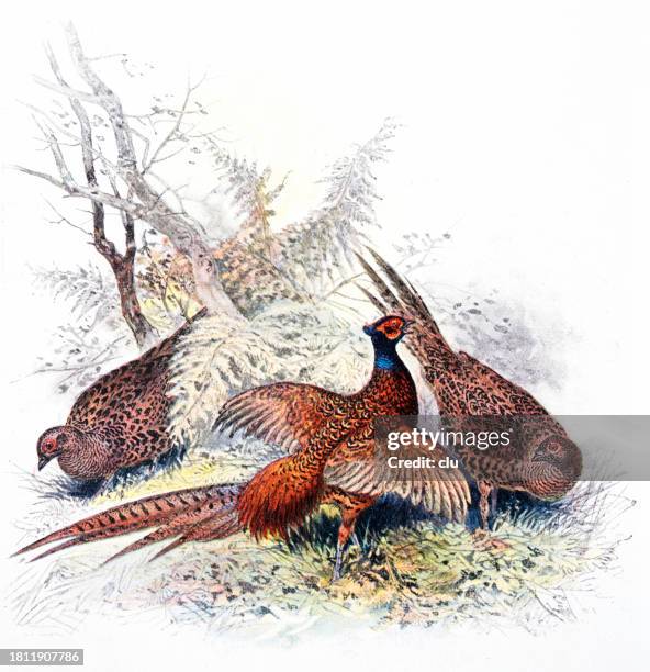 pheasants - pheasant stock illustrations