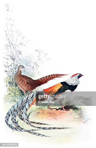 diamond pheasant - pheasant feathers stock illustrations