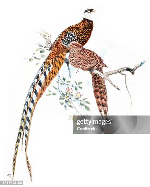 royal pheasant - pheasant stock illustrations