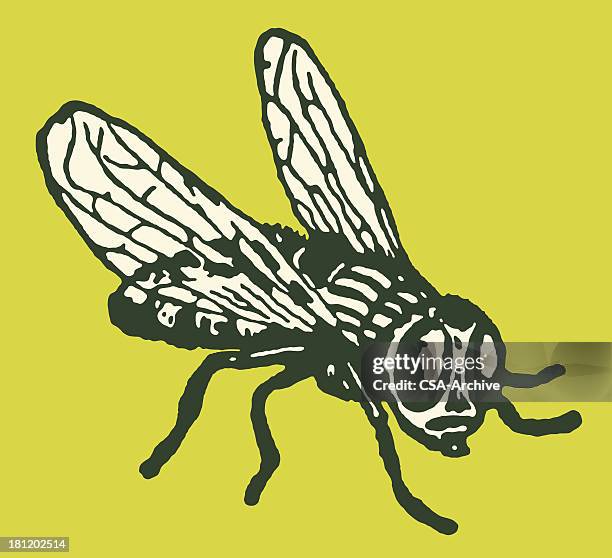 fly - insect stock illustrations