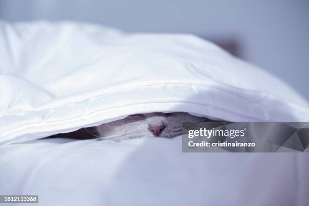 gray cat hiding under the duvet - cat hiding under bed - fotografias e filmes do acervo