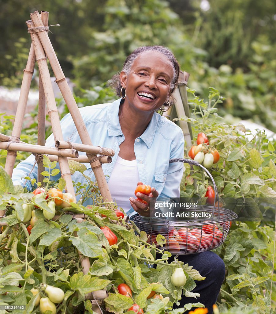 Black woman picking fruit in garden