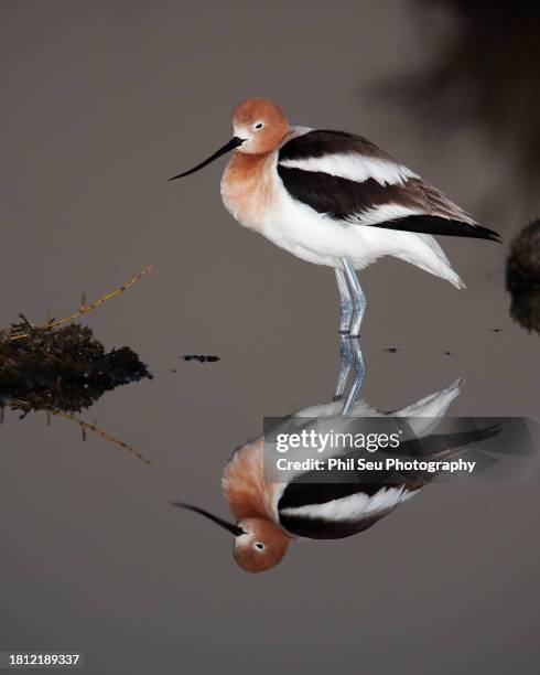 american avocet (breeding adult) - palo alto stock-fotos und bilder