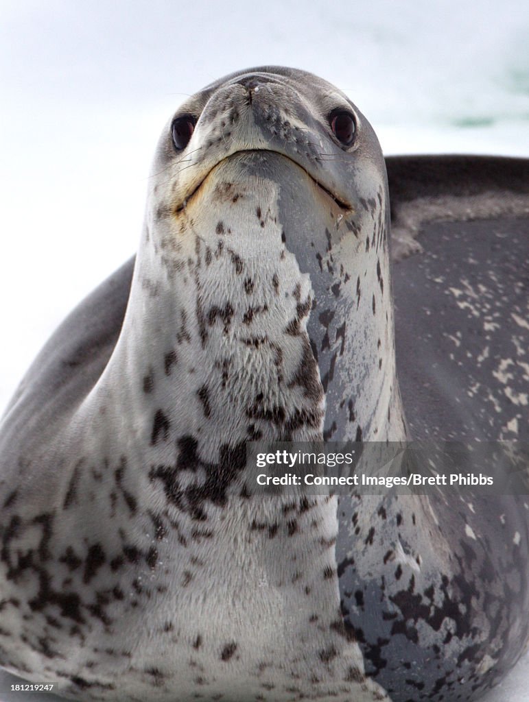 Leopard Seal on iceberg, ice floe in the southern ocean, 180 miles north of East Antarctica, Antarctica