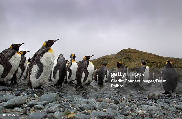 king penguins, macquarie island, southern ocean - macquarie stock pictures, royalty-free photos & images