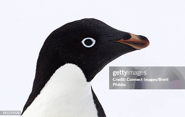 adelie penguin, antarctica, southern ocean - adelie penguin stock-fotos und bilder