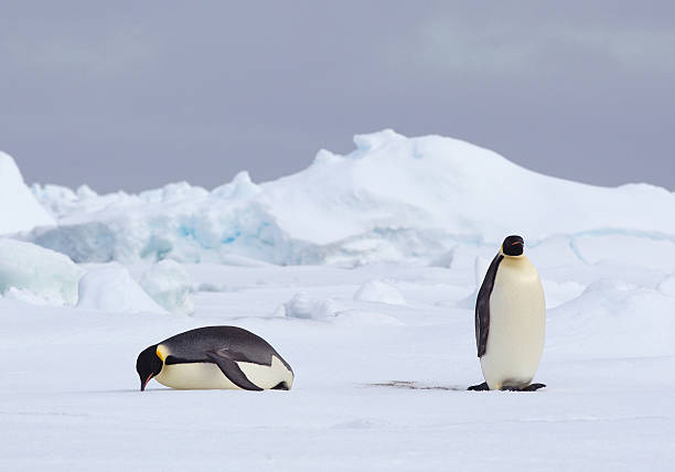 https://media.gettyimages.com/id/181219336/fr/photo/emperor-penguins-on-iceberg-ice-floe-in-the-southern-ocean-180-miles-north-of-east-antarctica.jpg?s=612x612&w=0&k=20&c=FyqOM4_NxtUQxNiCVYc32izFP1q1TjcJsbnUeNcJpcg=