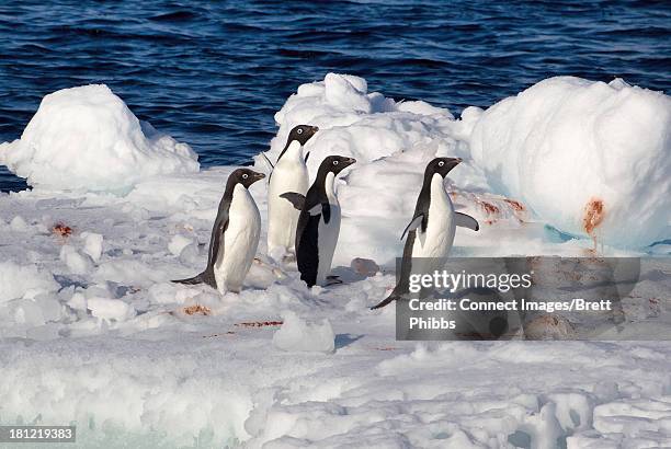 adelie penguins, antarctica, southern ocean - blood ice stock pictures, royalty-free photos & images