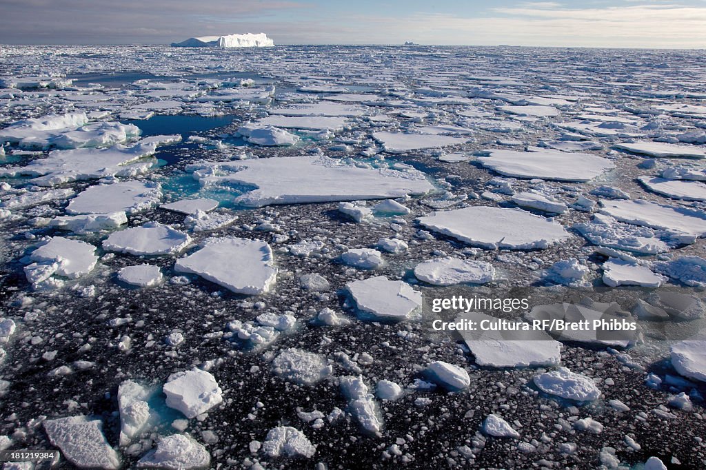 Ice floe in the southern ocean, 180 miles north of East Antarctica, Antarctica