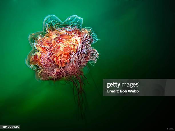 lion's mane jelly fish - lions mane jellyfish stock pictures, royalty-free photos & images