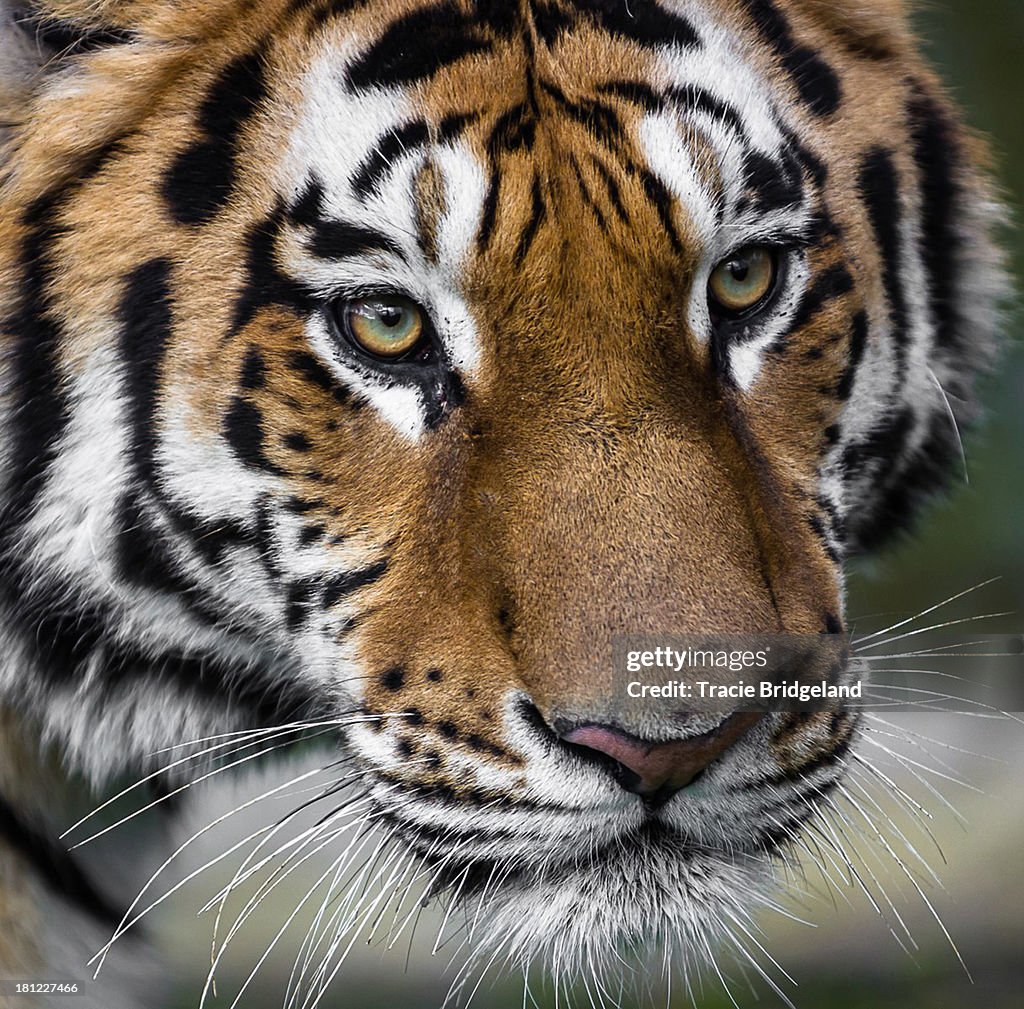 Tiger Eyes..