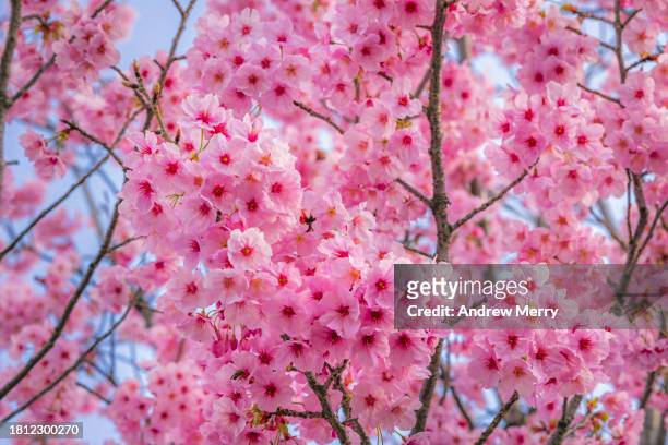 pink cherry blossom in full bloom, japan - oriental cherry tree stock pictures, royalty-free photos & images